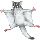 animal image - Mia Sugar Glider